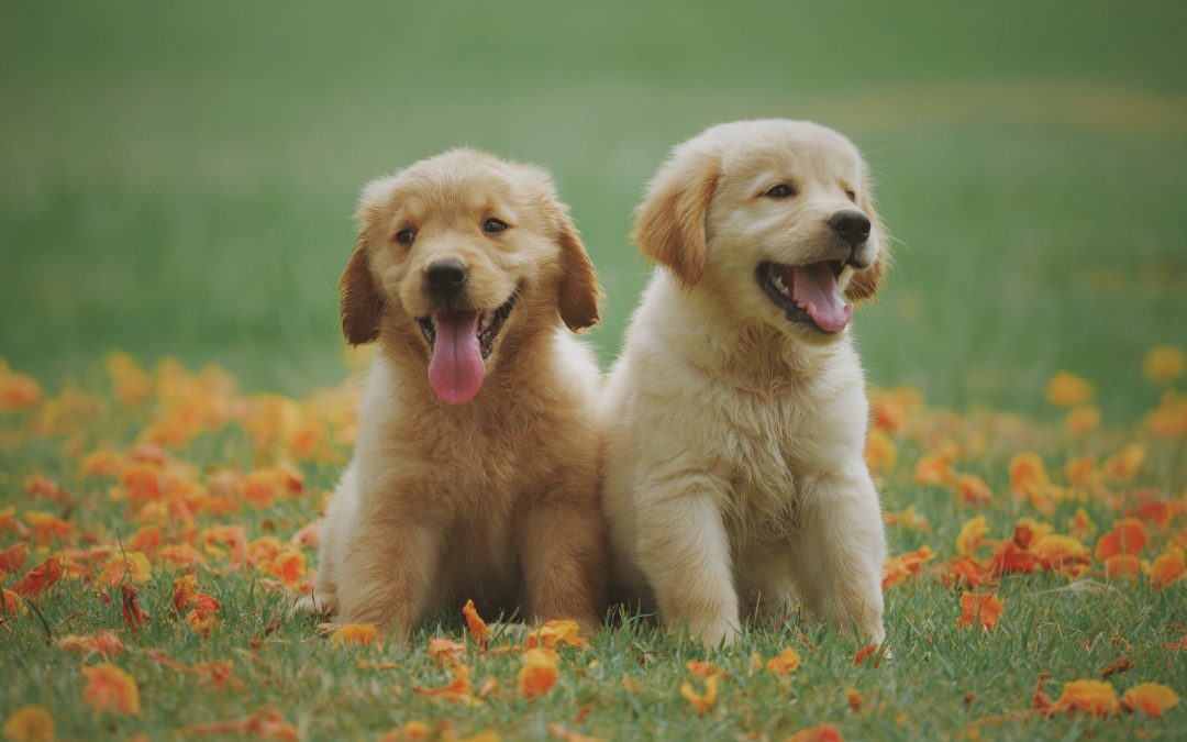 Pros and Cons of Artificial Grass for Dogs